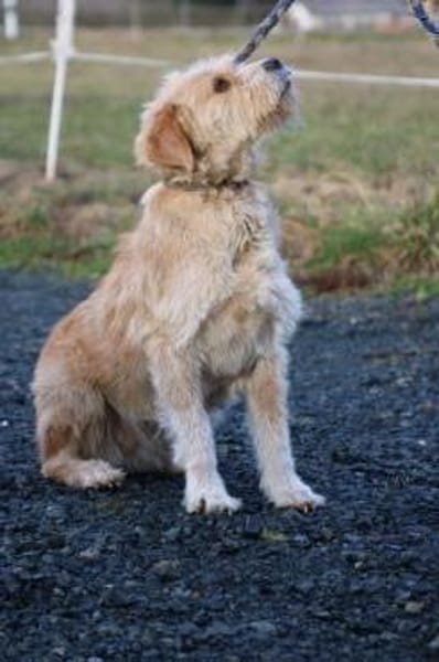 Cindy - herzensgut u. lieb