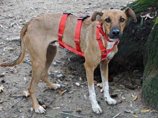 Miki, lernwillig, verspielt, freundlich