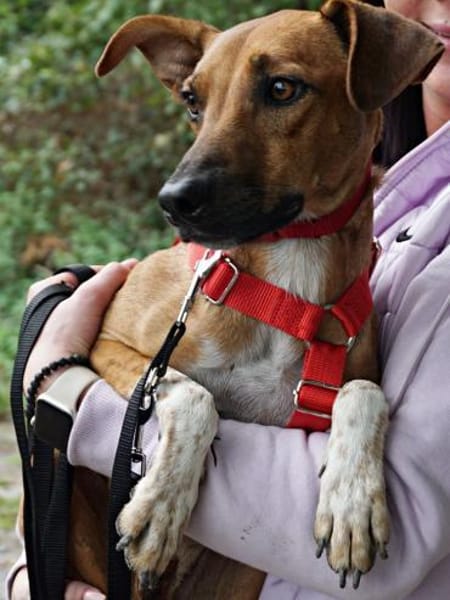 Miki, lernwillig, verspielt, freundlich