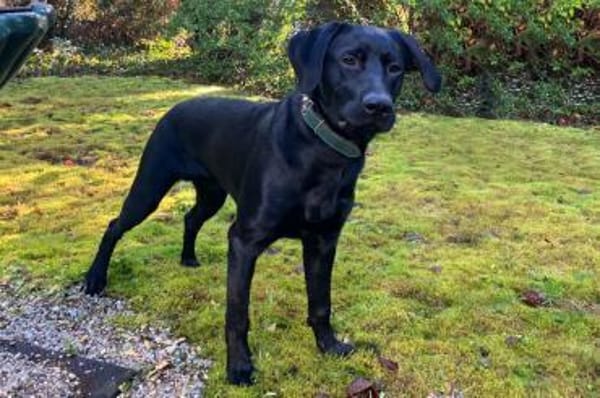 Spiky ein fröhlicher, schlauer Bursche.