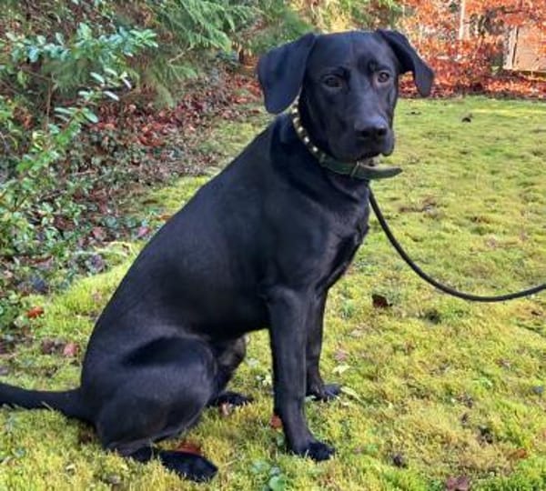 Spiky ein fröhlicher, schlauer Bursche.