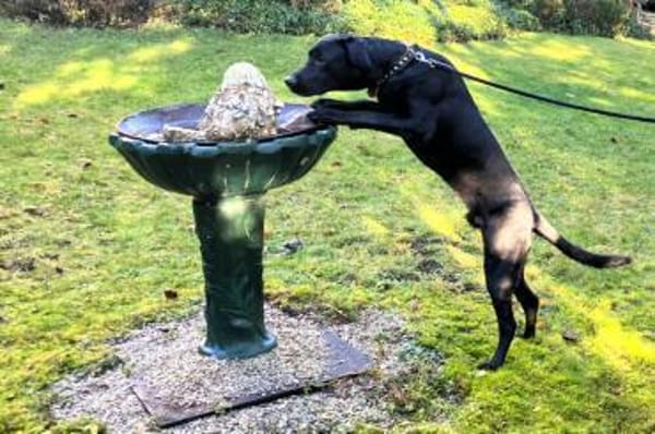 Spiky ein fröhlicher, schlauer Bursche.