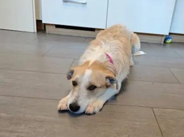 ROSARIA - sauf Pflegestelle im Saarland