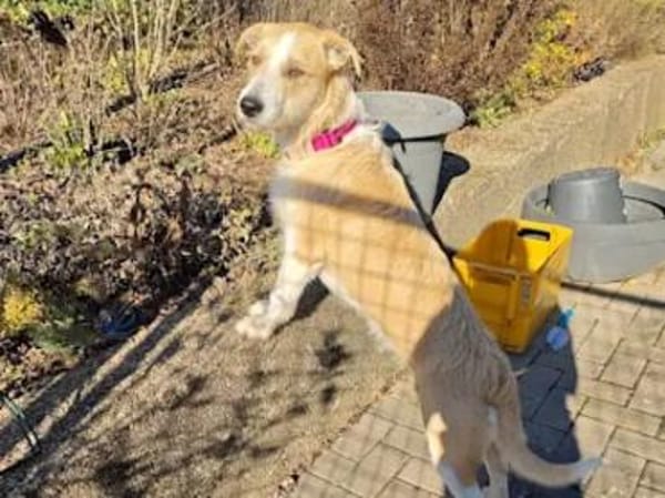 ROSARIA - sauf Pflegestelle im Saarland