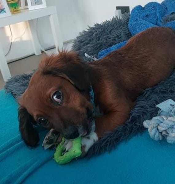 Moritz  Der sanfte Beobachter