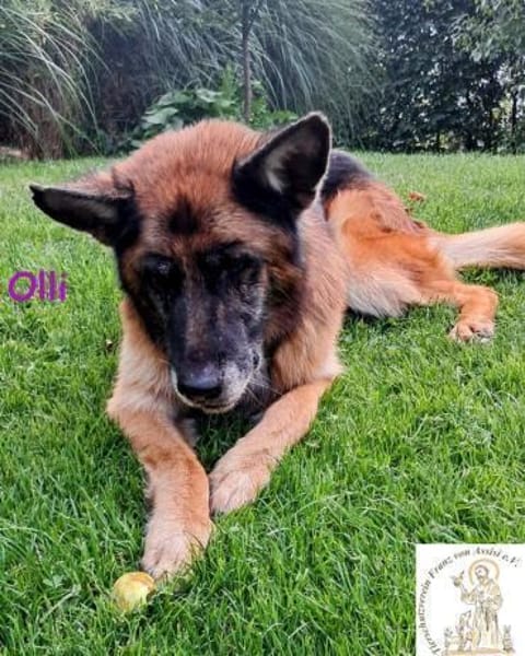 Olli  die schöne Schäferin