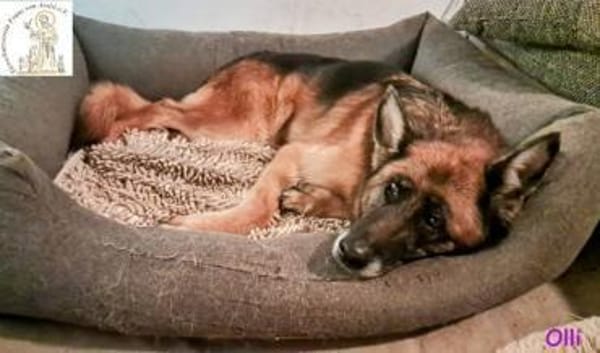 Olli  die schöne Schäferin