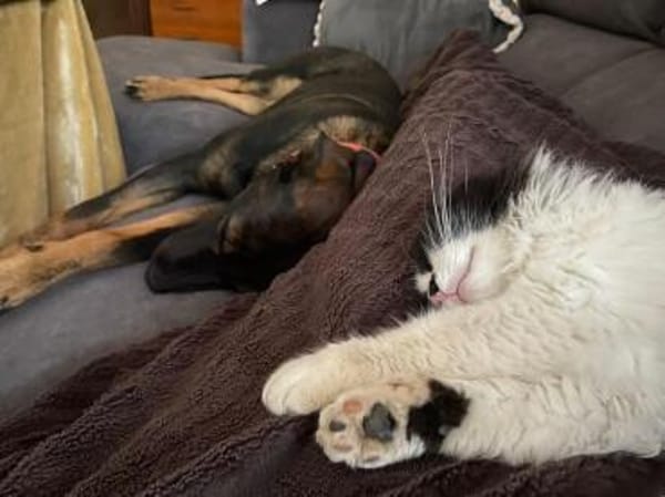 MORITA - große Hündin, großes Herz...