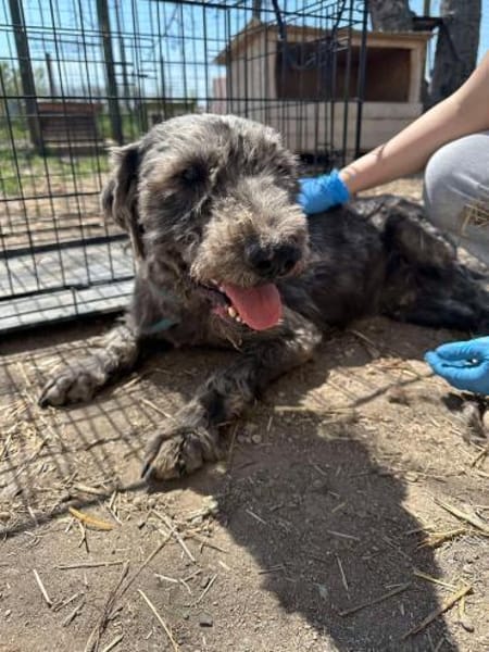 GRAY 🐾❤ liebevoller Senior