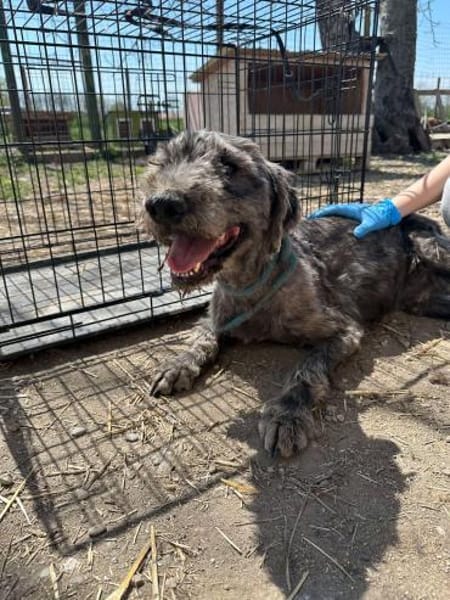 GRAY 🐾❤ liebevoller Senior