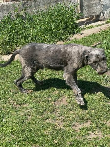 GRAY 🐾❤ liebevoller Senior