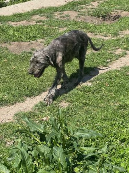 GRAY 🐾❤ liebevoller Senior