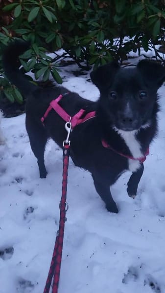 Giesy, klein schwarz, zuckersüß sucht...