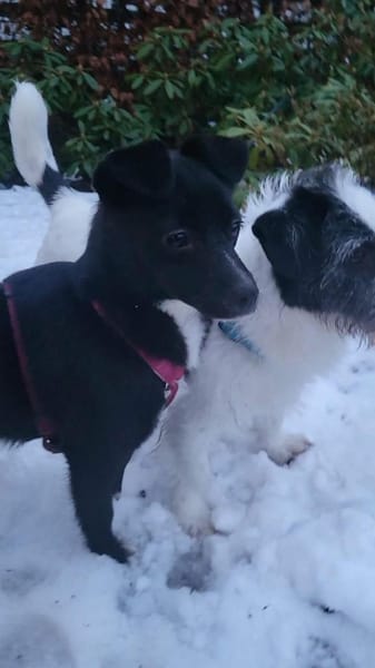 Giesy, klein schwarz, zuckersüß sucht...