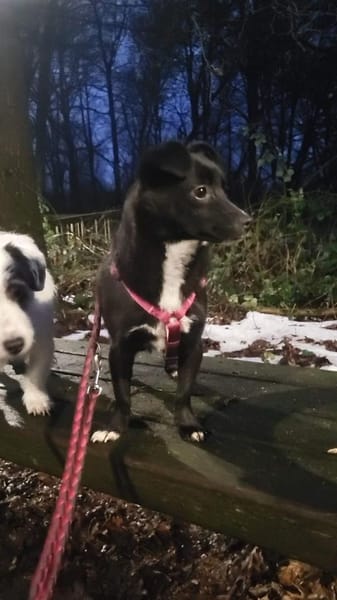 Giesy, klein schwarz, zuckersüß sucht...