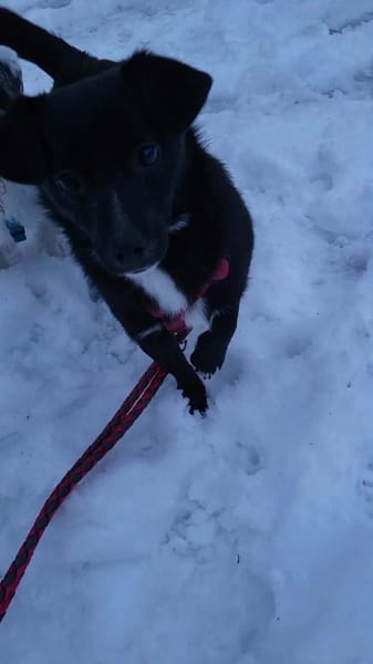 Giesy, klein schwarz, zuckersüß sucht...