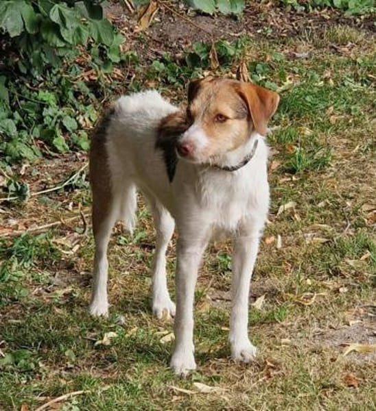 Trina - die Unschudige