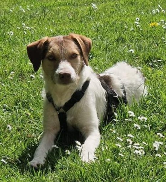 Trina - die Unschudige