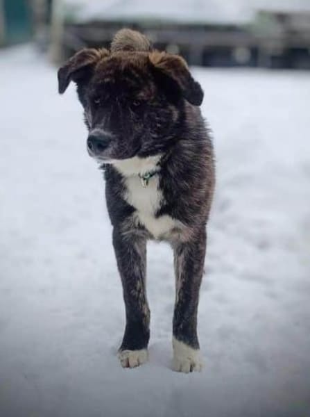 OTTI -kluges Köpfchen sucht sein Zuhause