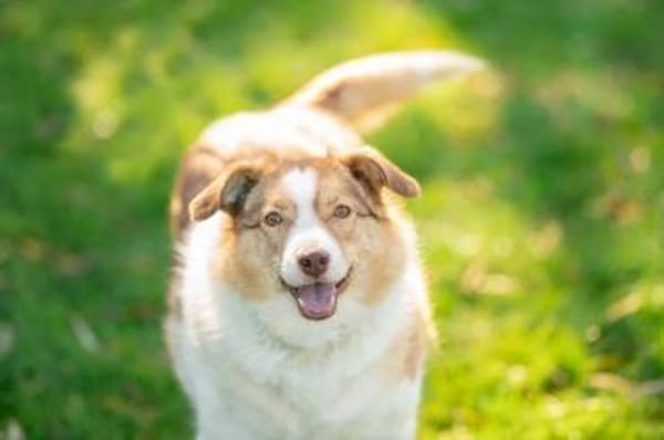 Hundedame Pinky❤sucht ruhiges Zuhause