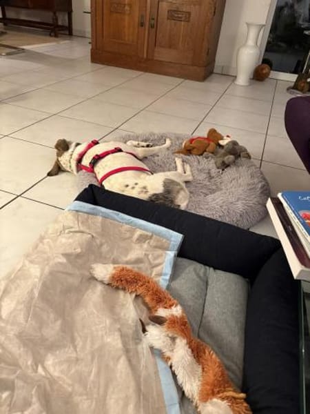 Linda braucht viel Liebe