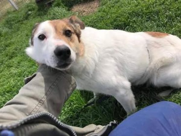 ❤🐾 VIANA, liebenswertes Ömchen sucht..