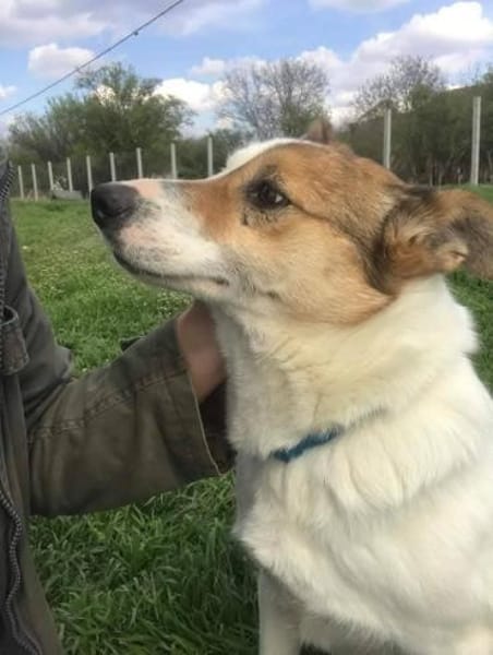 ❤🐾 VIANA, liebenswertes Ömchen sucht..