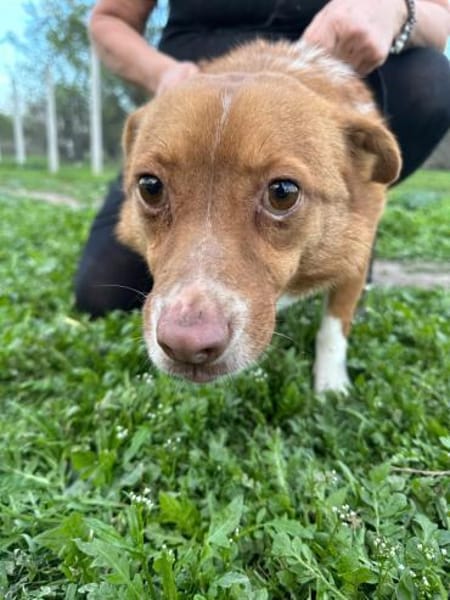 ❤ 🐾 BARNEY geb. 14.08.2016, ca. 35/40