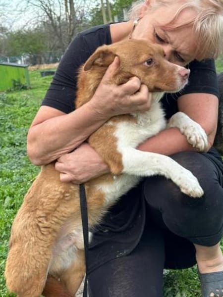 ❤ 🐾 BARNEY geb. 14.08.2016, ca. 35/40