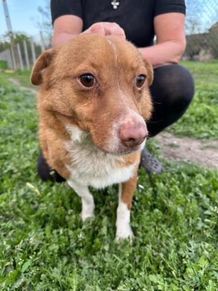 ❤ 🐾 BARNEY geb. 14.08.2016, ca. 35/40