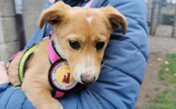 Wer schenkt Rübchen ein Zuhause?