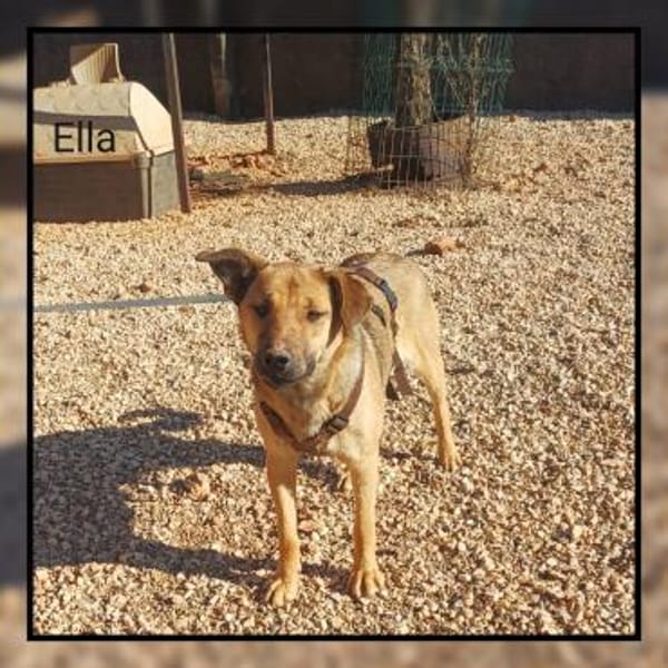 Katzenverträgliche Zaubermaus sucht DICH