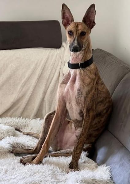 Pandorra -leinenführig, freundlich- in D