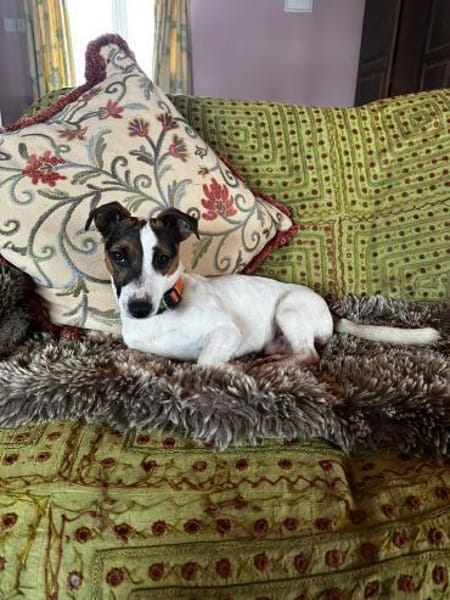 Harry, ein echter Lausbub