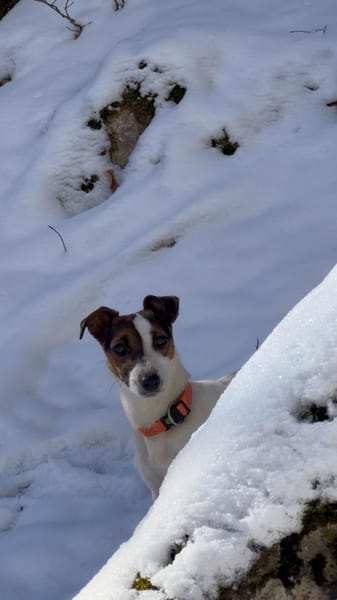 Harry, ein echter Lausbub