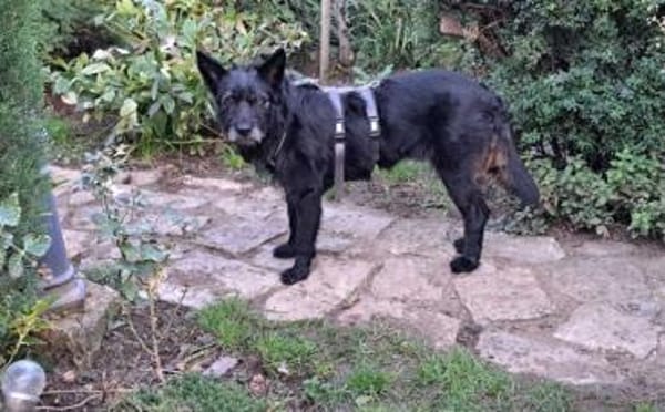 Mariechen sucht ein Zuhause