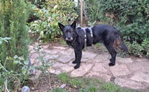 Mariechen sucht ein Zuhause