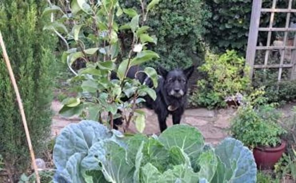 Mariechen sucht ein Zuhause