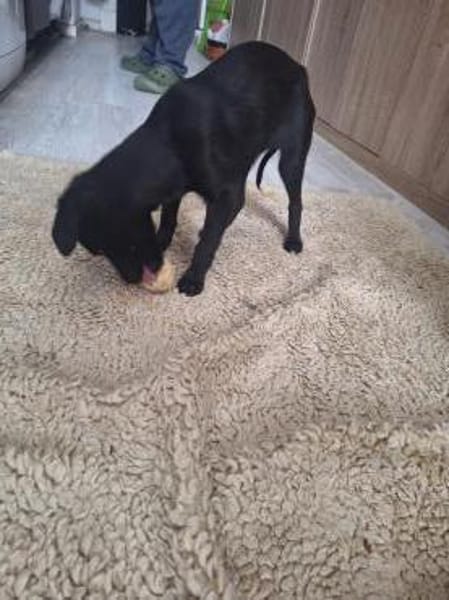 Amy - sehr verkuschelte Welpin