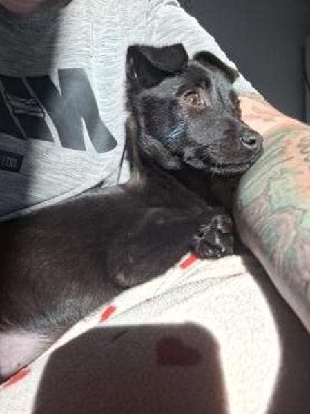 Amy - sehr verkuschelte Welpin