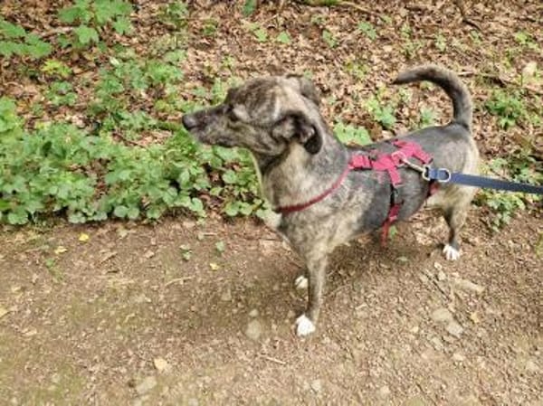 Siri wartet in 21789 Wingst