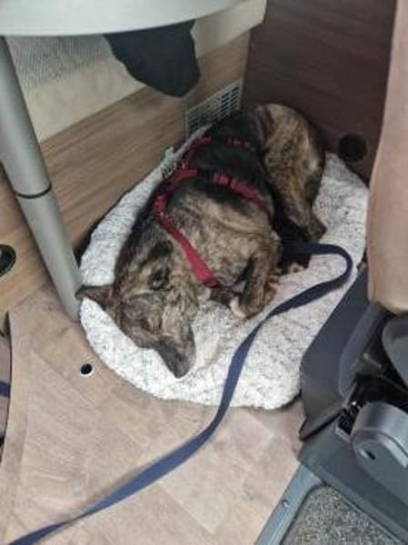 Siri wartet in 21789 Wingst