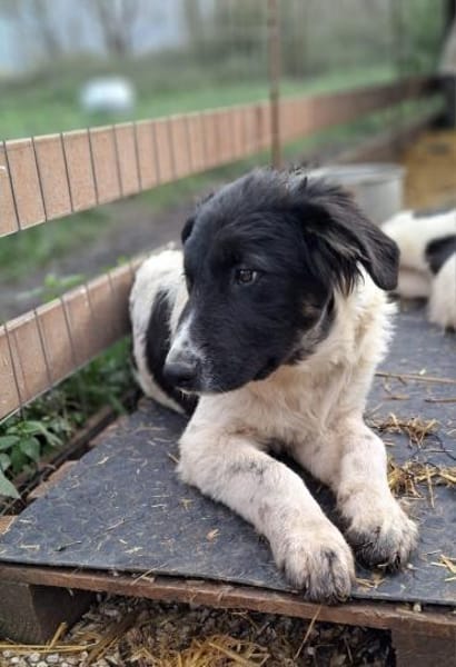 Lennon - Zuhause auf dem Land gesucht