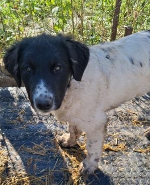 Lennon - Zuhause auf dem Land gesucht