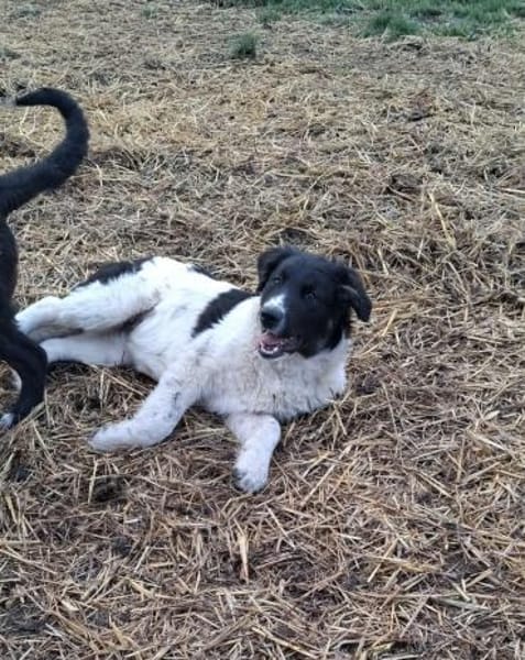 Lennon - Zuhause auf dem Land gesucht