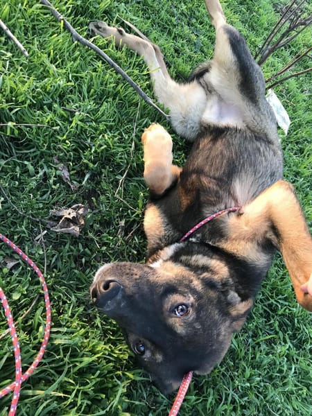 ❤ 🐾 TOM,  geb.24.04.2023, ca 40/45 cm.