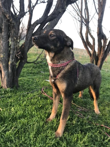 ❤ 🐾 TOM,  geb.24.04.2023, ca 40/45 cm.