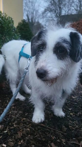 Gisela, klein, süß, sucht Körbchen