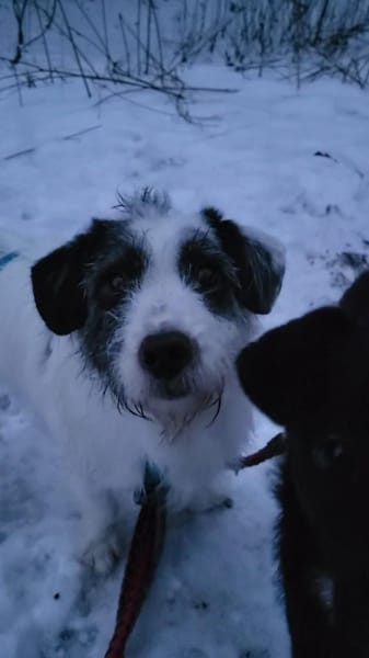 Gisela, klein, süß, sucht Körbchen