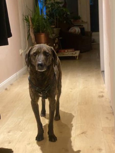 Teo - lieber Rüde sucht ein Zuhause